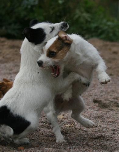 Kahden koiran aggressiivinen tilanne