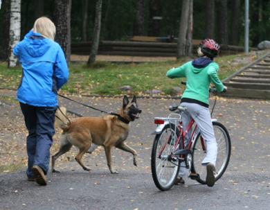 Koira jahtaa pyöräilijää