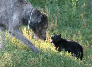 Koiran aggressiivisuuden taustalla on pelko