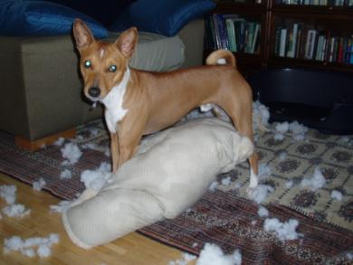 Koira hajottanut tyynyn