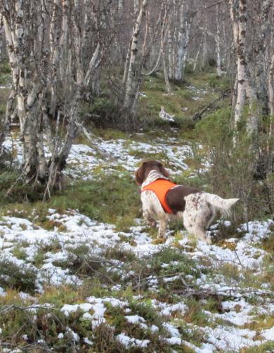 Pitkäkarvainen saksanseisoja