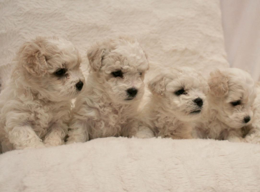 Bolognese Hankikoira