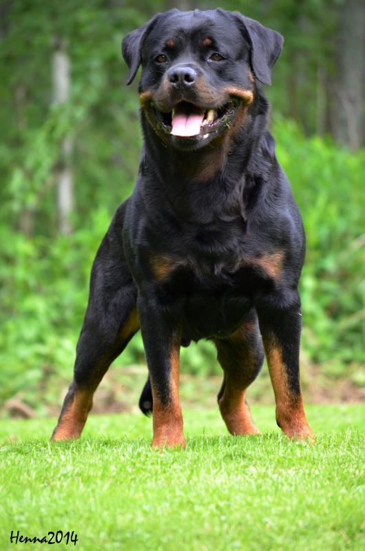 Rottweiler | Hankikoira