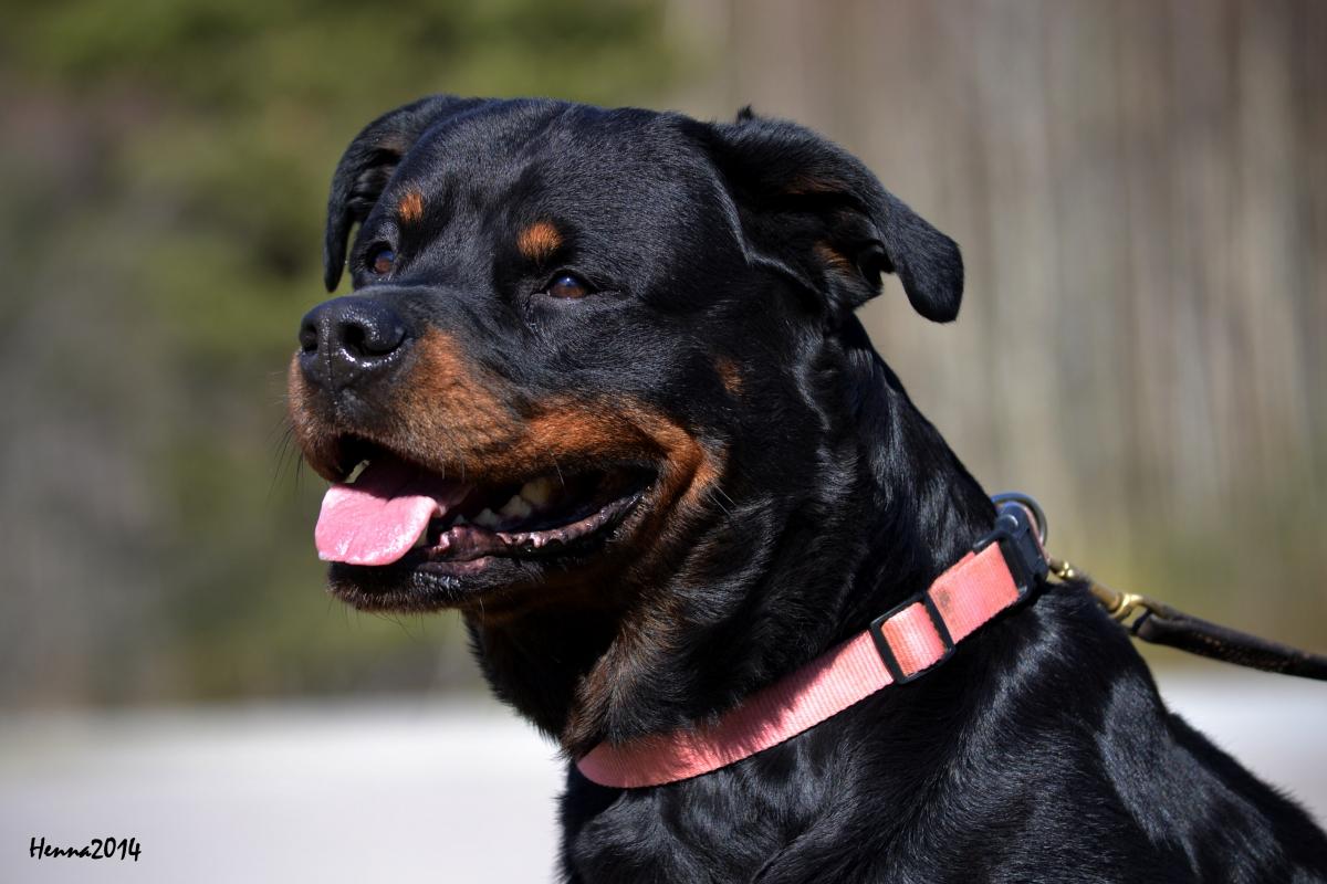 Rottweiler | Hankikoira