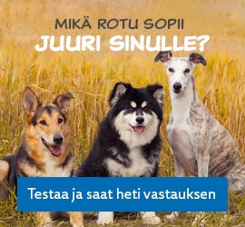 Mikä rotu sopii sinulle -testi